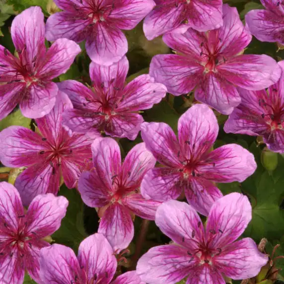 Picture - Walter's Gardens, Inc.