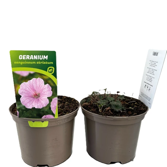 Geranium sanguineum var. striatum