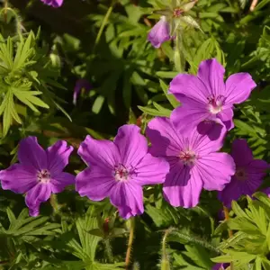 Picture Credit -  Kernock Park Plants Ltd.