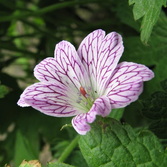 Geranium versicolor