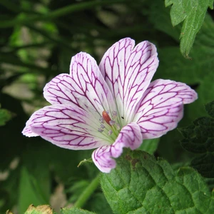Geranium versicolor