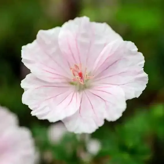 Picture Credit - Ball Horticultural Company