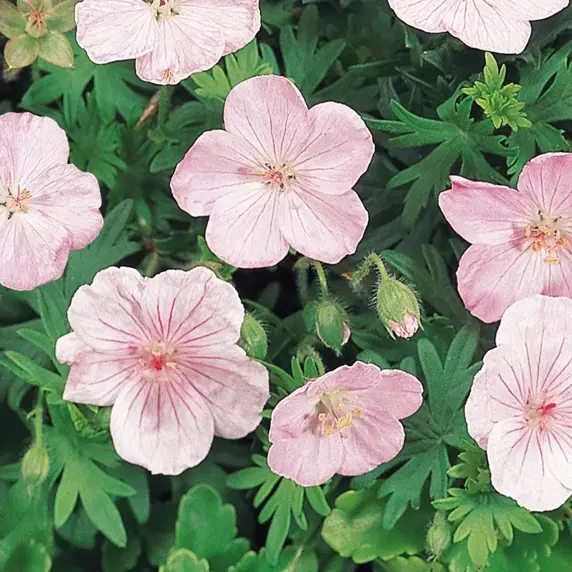Picture Credit - Ball Horticultural Company