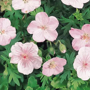 Picture Credit - Ball Horticultural Company