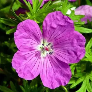 Geranium sanguineum 'Vision Violet' 9cm - image 2