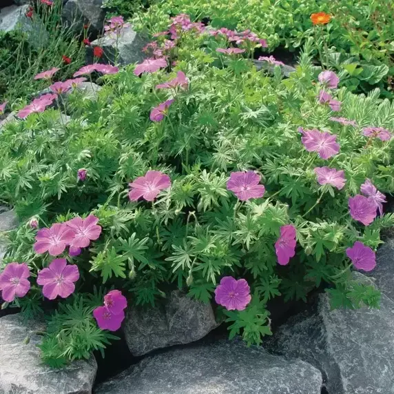 Geranium sanguineum 'Vision Violet' 9cm - image 1