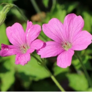 Geranium x oxonianum 'Wargrave Pink'