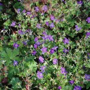 Geranium wlassovianum - image 1