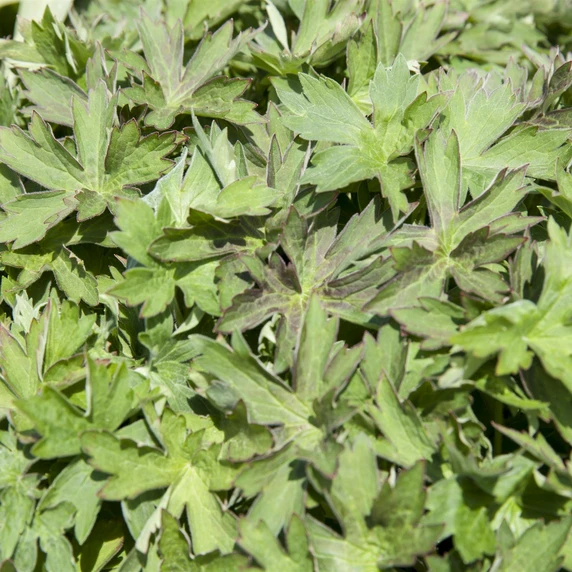 Geranium wlassovianum - image 2