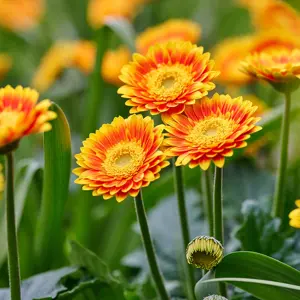 Picture - Kernock Park Plants