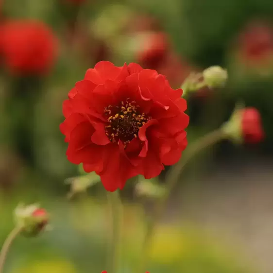 Picture Credit - Walters Gardens, Inc