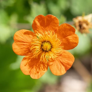 Picture Credit - Plantor