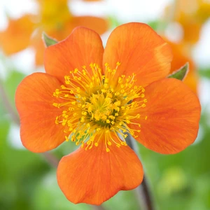 Picture Credit - Plantor