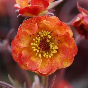 Picture Credit - Ball Horticultural Company
