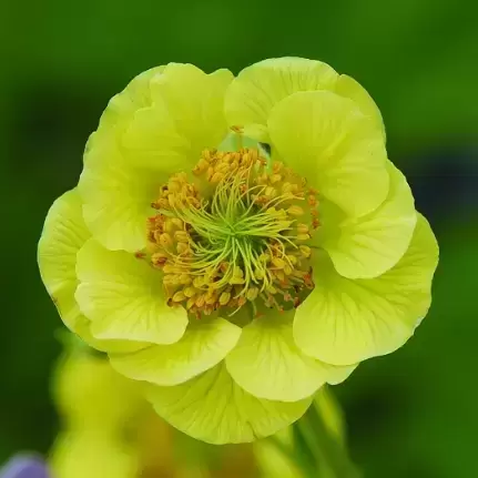 Geum 'Cocktails Banana Daiquiri' 2L