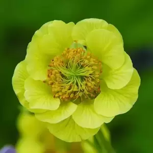 Geum 'Cocktails Banana Daiquiri' 2L