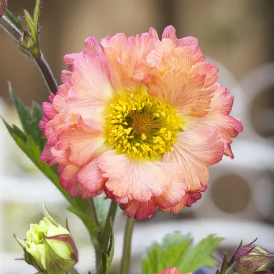 Geum 'Cocktails Cosmopolitan' 3L