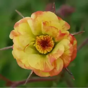 Geum 'Cocktails Tequila Sunrise' 1L