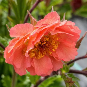 Geum 'Coral Tempest' 3L - image 2