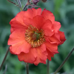 Geum 'Fiery Tempest' 2L