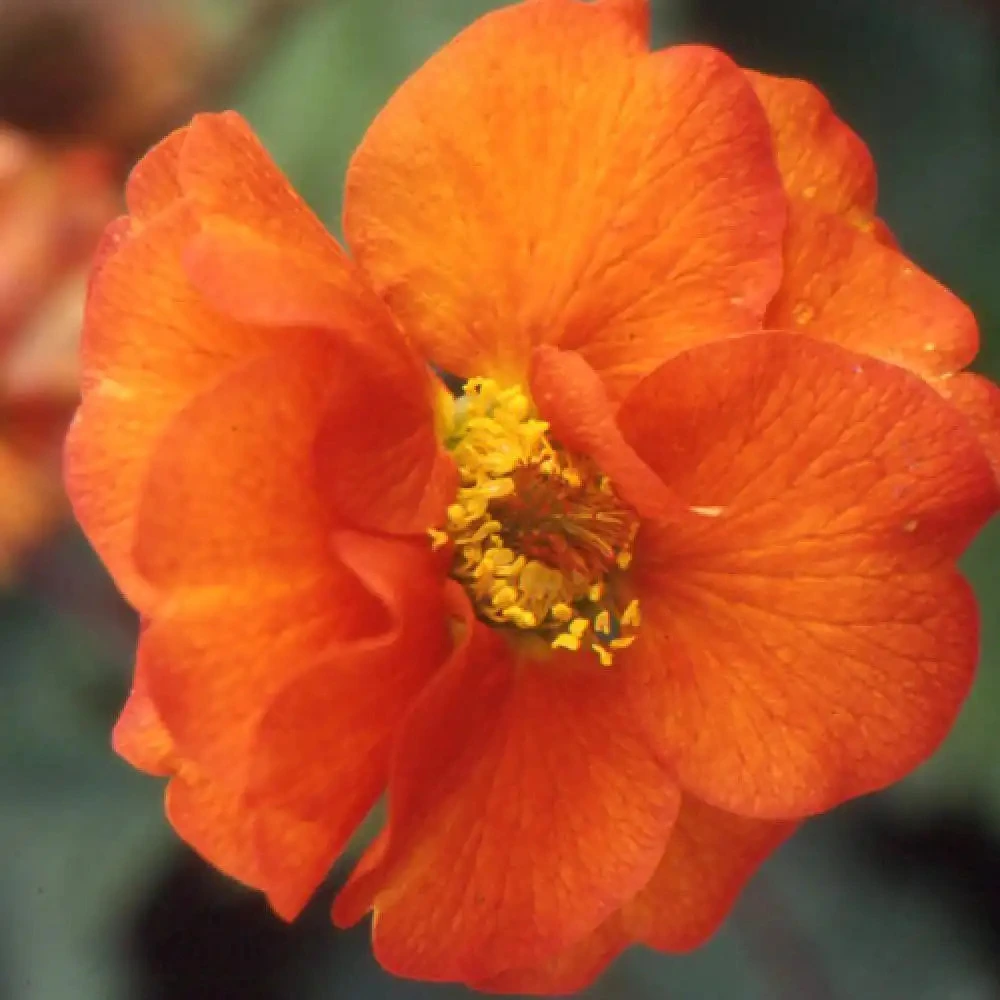 Geum 'Fire Opal' - Cowell's Garden Centre | Woolsington