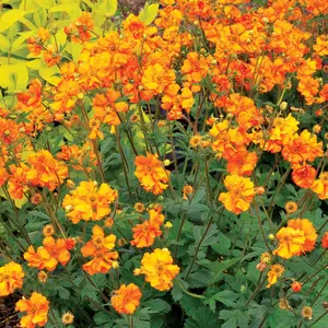 Photo(s) courtesy of TERRA NOVA® Nurseries, Inc.