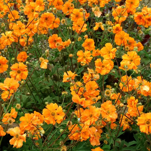 Photo(s) courtesy of TERRA NOVA® Nurseries, Inc.
