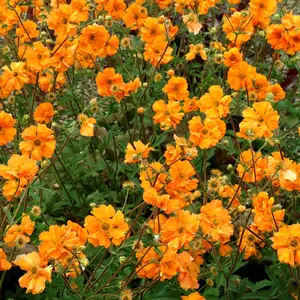 Photo(s) courtesy of TERRA NOVA® Nurseries, Inc.