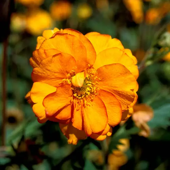 Photo(s) courtesy of TERRA NOVA® Nurseries, Inc.
