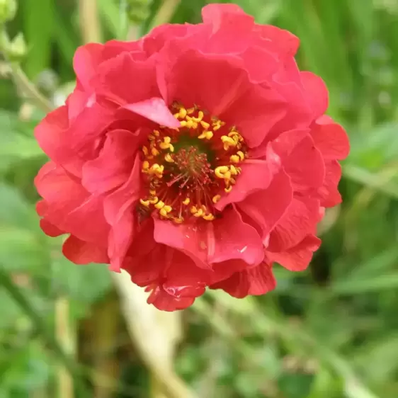 Geum 'Flames of Passion' - image 1