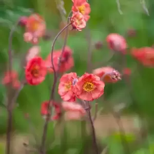 Geum 'Flames of Passion' - image 2