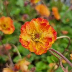 Picture Credit - TERRA NOVA® Nurseries, Inc.