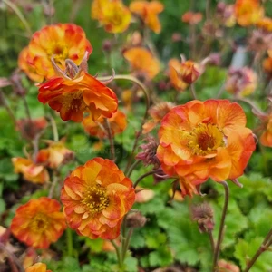 Geum x hybrida 'Fluffy Tutti Fruity' - image 2