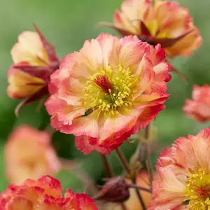 Image Credit: Future Plants