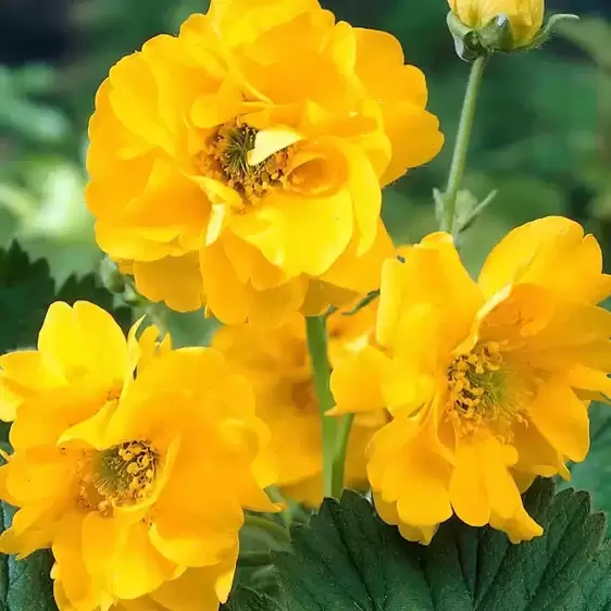 Geum 'Lady Stratheden' 1L