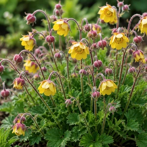 Geum 'Lemon Drops'