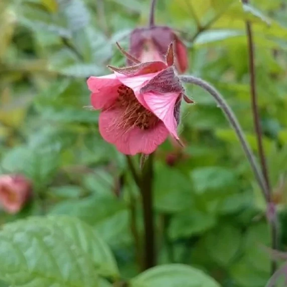 Picture Credit - Plantor