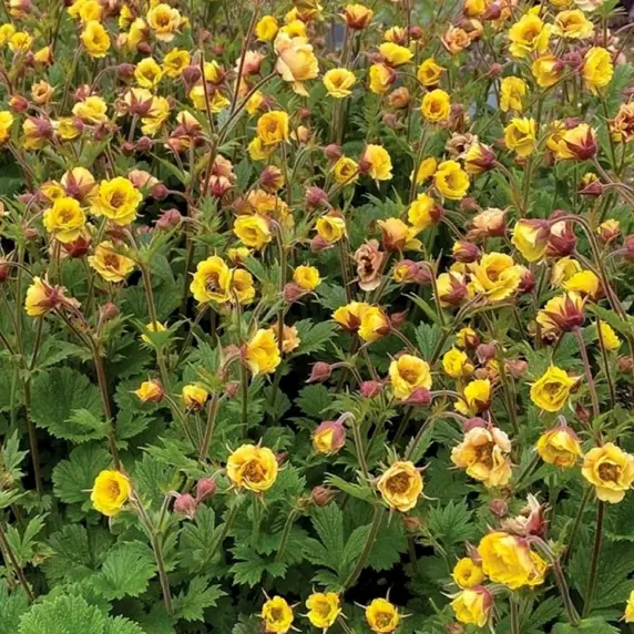 Picture Credit - TERRA NOVA® Nurseries, Inc.
