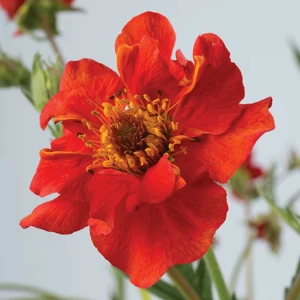 Geum 'Mrs Bradshaw' 3L - image 3