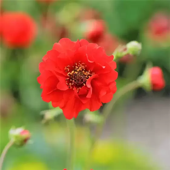 Geum 'Mrs Bradshaw' 1L - image 1