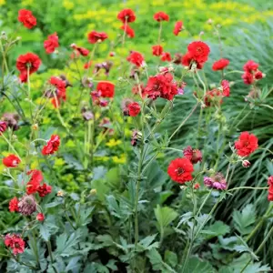 Geum 'Mrs Bradshaw' 3L - image 2