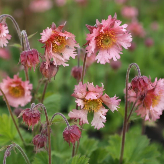 Geum 'Pink Fluffy'