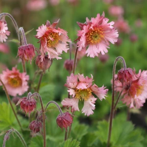 Geum 'Pink Fluffy'