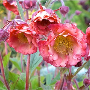 Image Credit:  Walter Blom Plants B.V.