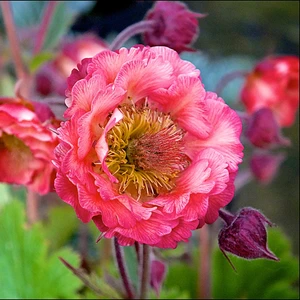 Image Credit:  Walter Blom Plants B.V.