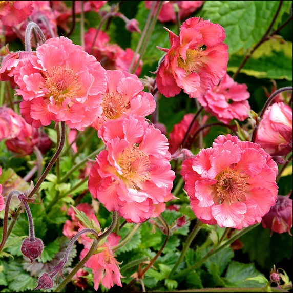 Image Credit:  Walter Blom Plants B.V.