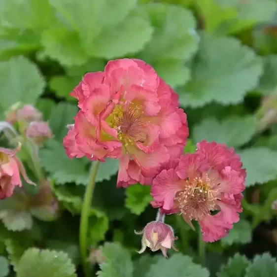 Geum 'Pink Petticoat' 3L