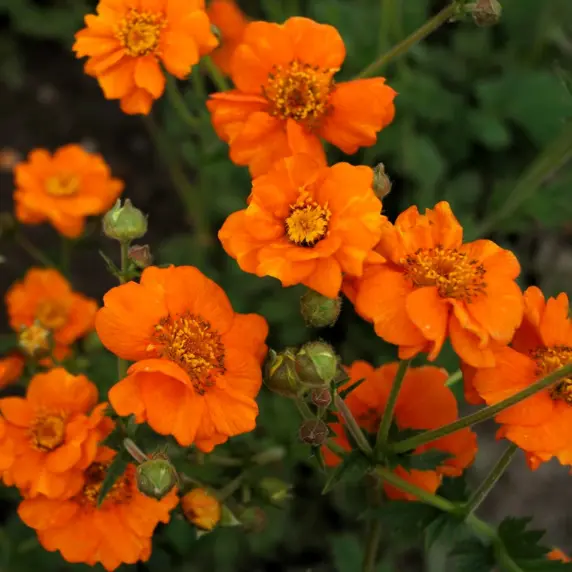Geum 'Prinses Juliana'