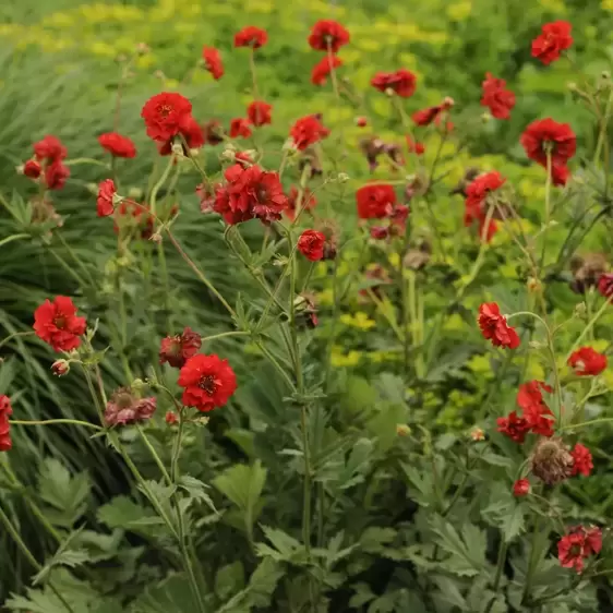 Picture Credit - Walters Gardens, Inc
