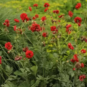 Picture Credit - Walters Gardens, Inc